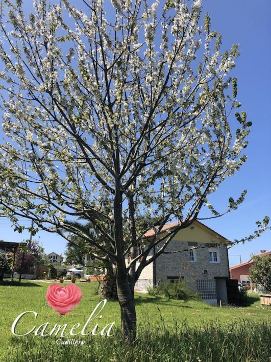 Camelia Casina Rural Villa Albuerne Dış mekan fotoğraf