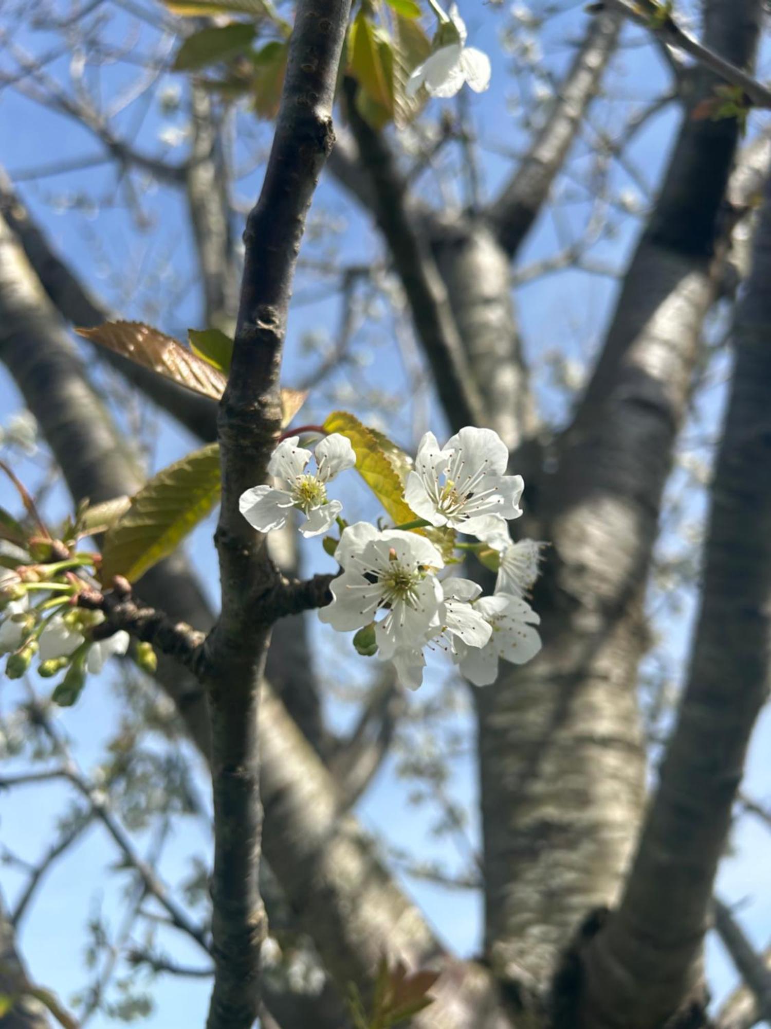 Camelia Casina Rural Villa Albuerne Dış mekan fotoğraf